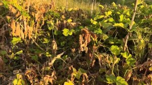 Обработка участка от борщевика/ тест гербицидов Торнадо 540, Магнум и Анкор 85