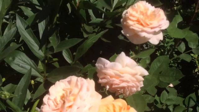 Роза Чиппендейл (Chippendale) селекции Tantau. Июнь 2017. смотреть онлайн