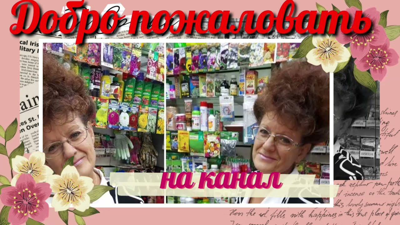 3 апреля 2021 г, озимый чеснок в грядку!