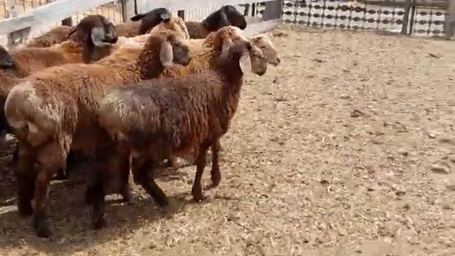 Гиссарские баранчики на продажу (3.5 месяца) Тел. +7 (989)-520-24-90 смотреть онлайн