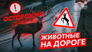 Животные на дороге. Что делать?