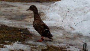 Работа подсадной утки осенний выводок 2016