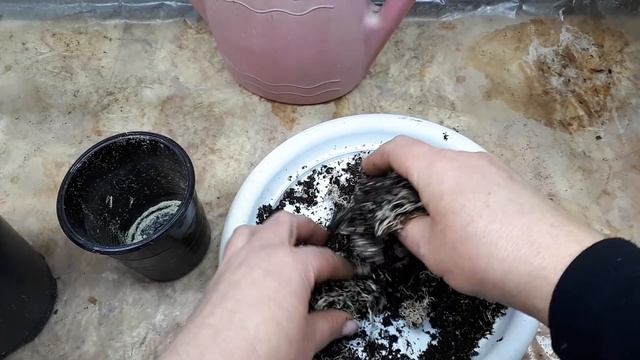 Из ОДНОГО ? листа ЦЕЛОЕ ?растение! Очень ответственное укоренение ☝️?