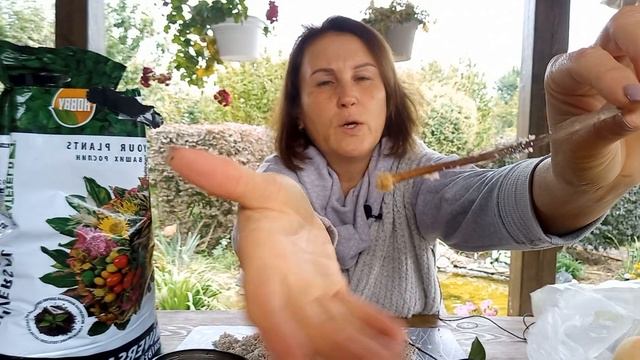 Черенкование Гортензии от А до Я!Размножение Метельчатой Гортензии!#черенкованиеметельчатойгортензи смотреть онлайн