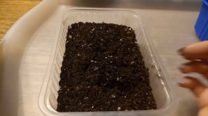 САМЫЙ ЛЮБИМЫЙ СПОСОБ ПОСЕВА ЦВЕТОВ ВЕРОНИКА И ВЕРБЕНА