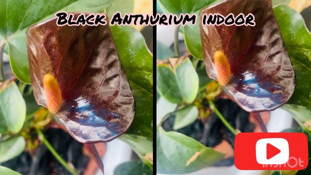 #Anthurium#indoorplant#home gardening#outdoor plant смотреть онлайн