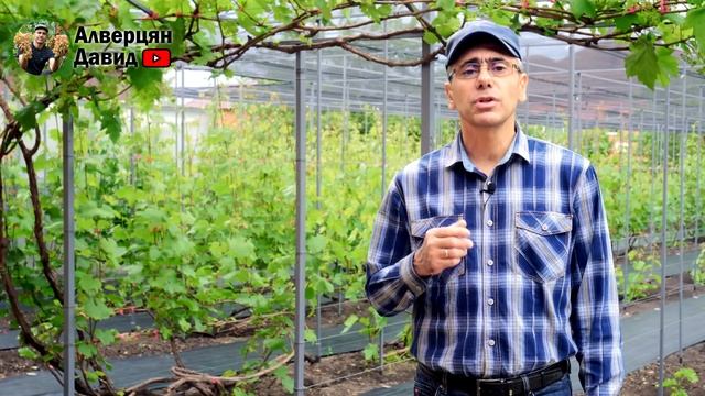 Помогите винограду хорошо опылиться! смотреть онлайн