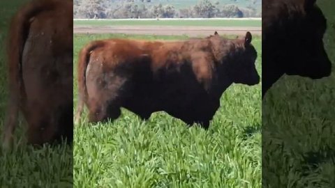 Бык 1100 кг, порода Симментал (Simmental Black).