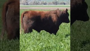 Бык 1100 кг, порода Симментал (Simmental Black).