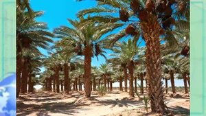 География 7 кл Кopинская §58 Страны Юго Западной Азии