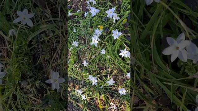 Plant Review: Ipheion uniflorum, Spring Starflower.