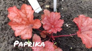 Гейхера сорт Paprika в июне
