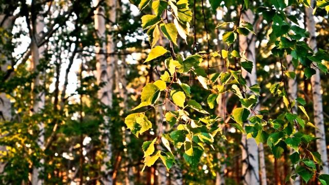 По Соколку с фотоаппаратом 6 ( 2018 Риддер Аркадий Уалханов ) смотреть онлайн