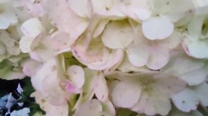 Гортензия Грандифлора ❓Помогите опознать сорт ?