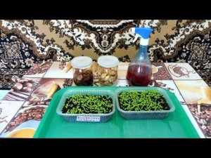 Первая подкормка рассады табака.