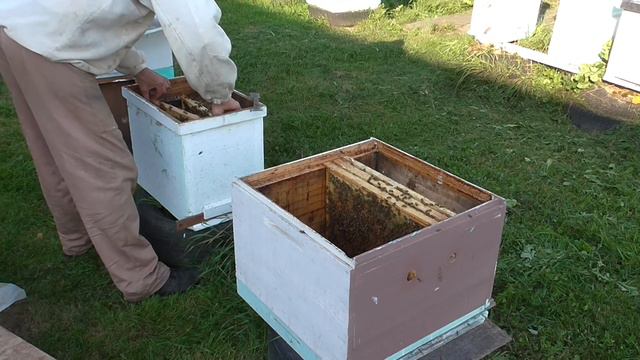 Семья с приобретённой в июле маткой бакфаст ф1 перед зимовкой смотреть онлайн