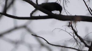 Ворон - символ мудрости. #птицыПрикамья #птицыРоссии