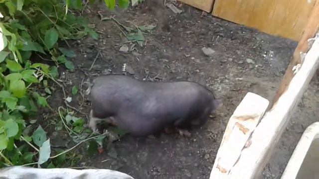 вьетнамские свиньи три месяца