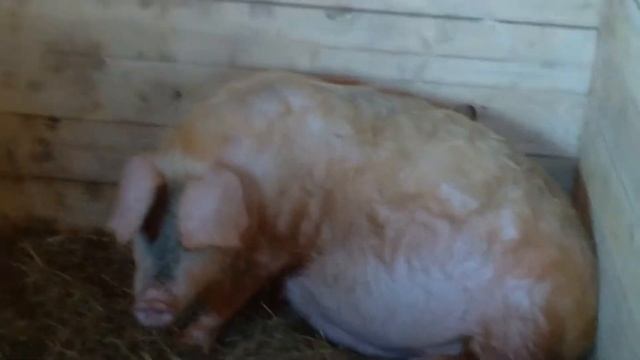 Супоросная свинья или нет... смотреть онлайн