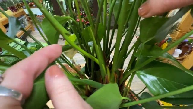 Антуриум Грин Ягуар - обзор интересного сорта смотреть онлайн