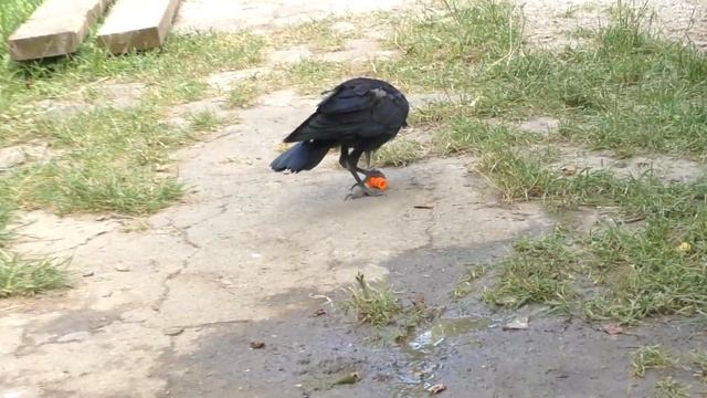 ДРУЖБА ЧЕРНОЙ ВОРОНЫ - птица и человек - ручная домашняя ворона смотреть онлайн