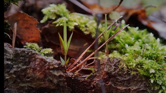 Один волшебный день ранней весны смотреть онлайн