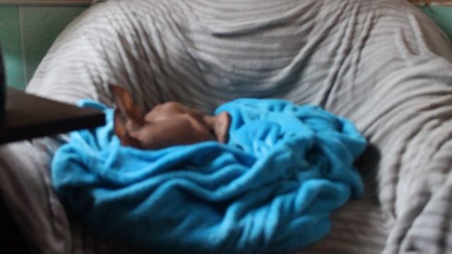 корм или натуралка ???? смотреть онлайн