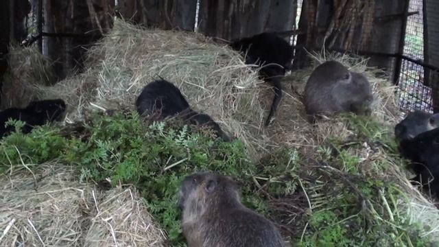 Зимовка нутрий на открытом воздухе. Розы в декабре. смотреть онлайн