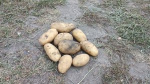 Видео отзыв хозяйки на картошку ГРАНАДА