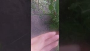 томат Блю Питтс советую