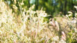 Музыка для сна - Нежная музыка, успокаивает нервную систему и радует душу