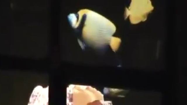пленка с изменяемой прозрачностью от www.smartfilm.comparty.su