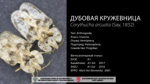 Дубовая кружевница (Corythucha arcuata (Say))