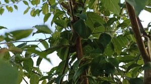 Удерживаем рост высокорослой алычи! Обрезка в середине лета