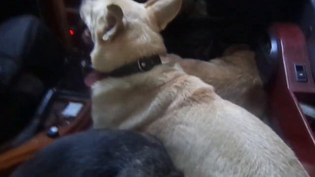 Собаки веселятся на даче, едем домой смотреть онлайн