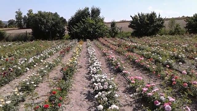 роза оливия, розы остина, питомник роз полины козловой, rozarium.biz смотреть онлайн