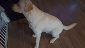 Funny labrador. Смешной лабрадор