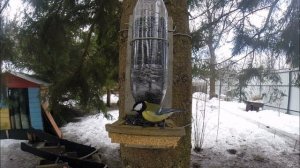 Лесные птицы средней полосы. На даче. Подкармливаем зимой на кормушках для птиц. Почти дикая природ