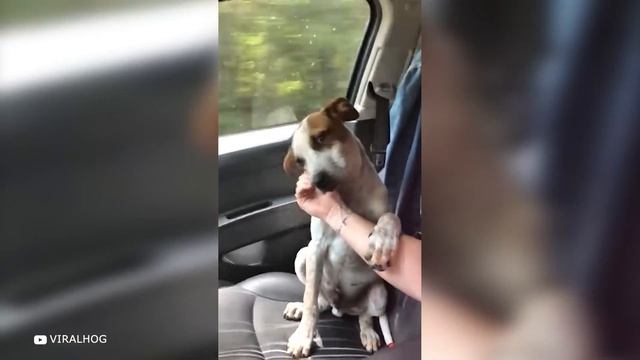 Эту Собаку Подстригли Впервые в Жизни — Моменты Спасения Животных смотреть онлайн