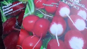 Посев Редиса Третьим Сроком Сева для Хранения на Зиму. Сеем Редис Строго по Срокам Сева.