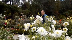 Жизнь в Испании. Королевский ботанический сад  - хризантемы