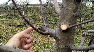 Обрезка яблони зимой. Техника обрезки на пенек (чоп). Формировка Веретено ММ 106.