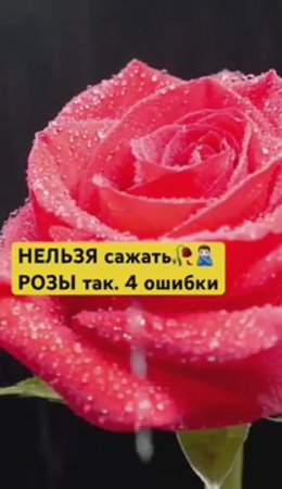 НИКОГДА НЕ САЖАЙТЕ РОЗЫ ТАК! Секрет пышного цветения