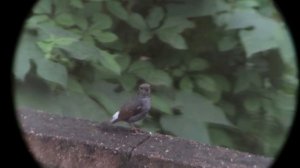 ТОП 5 лучших биноклей на AliExpress 2019