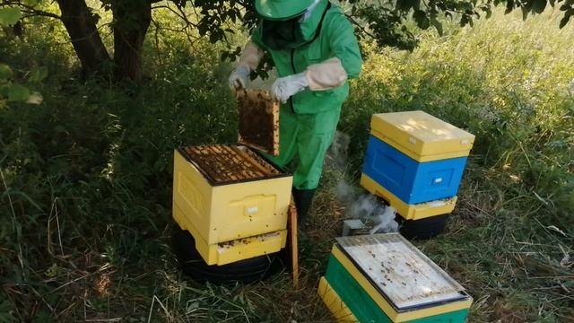 Гречишный мёд - самое лучшее воспоминание о лете! Будет ли 100% результат в сезоне? смотреть онлайн