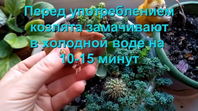 Гриб козленок. Как готовить. Грибы Украины. смотреть онлайн