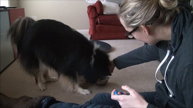 Ahsoka - Finnish Lapphund - Free Shaping - Stacking Bowls смотреть онлайн