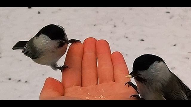 И  Ищук  Ладошки #стихидлядетей  #современныепоэты