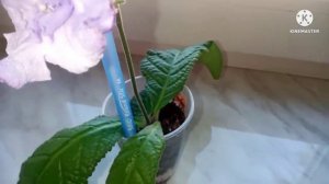 Стрептокарпус DS - Blue Dragon