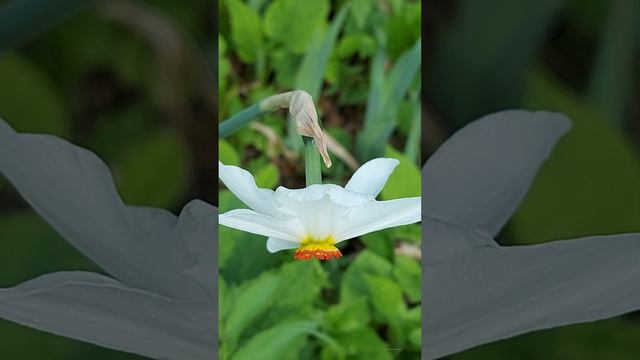 нарциссы, микс под красивую музыку, релакс в выходной день 😁 смотреть онлайн